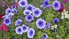 How to Grow and Care for Petunias, a Low-Maintenance Annual That Blooms All Summer Long