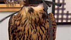 Falconry： Peregrine falcons adult vs juvenile #wildlife #falconry #eagle #petcare #petstagram #eagleidaho #petlovers #animallover #Eagles #petsofinstagram #usareels #EagleEye #SoaringHigh #MajesticEagle #WingspanWonder #ProudPredator #EaglePride #SkyKing #FeatheredGlory #NobleHunter #GracefulFlight #EagleVision #WildAndFree #RaptorRealm #EagleNation #TalonTactics #FlightOfFreedom #EagleSpirit #PerchedPerfection #MasterOfTheSkies #EagleEmpire #EagleLove #SoaringWithEagles #EagleMagic #FeatheredFr