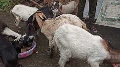 Goat or domestic goat 🐐 in Samim Da Farm
