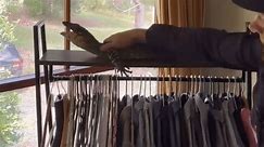 'Modern Day Dinosaur': Lizard Chills on Top of Clothing Rack at Queensland Home