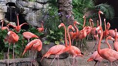 Flamingo Facts