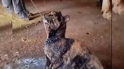 Most talented cat video compilation #cat #cute #catvideos #talentedcat #funnycats #funny #funnyvideos #funnymoments #catlovers #virals #viralvideos #fyp