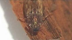 Group 21: Water Beetles (adults and larvae) Helophorus aequalis adult [Water Beetle]