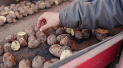 A worker hand-selects potatoes on a sorting conveyor belt in an agricultural facility. The potatoes are being inspected for quality before further processing. Slow Motion.