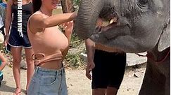 Elephant Calf Hugs the Belly of a Pregnant Woman