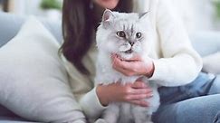 Portrait of young Asian woman holding cute cat. Female hugging her cute gray fluffy kitty. Adorable pet lover concept