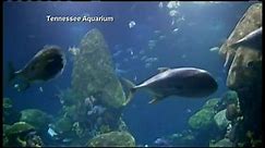 Live Reef Cam at Tennessee Aquarium