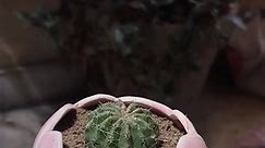 smallest cactus re-potting #plants #gardening #cactus