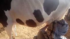 How to get milk with out baby from cow
