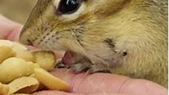 Chipmunk Eating Nuts From hand Wincent Zbktg #nature #wildlife #squirrel | HAWI Studios