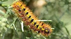 The caterpillar stage of the spotted tiger moth on a plant in Oregon