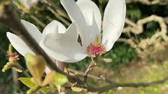Magnolia blossom showing the structure of the flower.