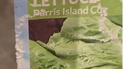 Lettuce 🥬 grow some lettuce! #lettuce #grow #seeds #germination #fyp