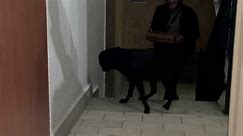 Dog Loves the Pizza Delivery Guy