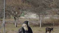 An elderly shepherd walks among his livestock
