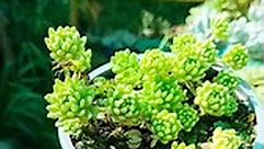 Sedum Hirsitum subsp Baeticum #suculove #echeveria #aeonium #nature #Cicely #jardin #verde #amor #love #fyp #orquideas #beautiful #sunset #suculentasycactus #suculentascoloridas #suculentslover #suculentas #suculents #suculentaslove #suculenta #suculent #echeverias | Cicely.suculentas