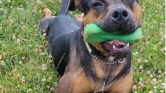 Legend enjoying a chew toy! #adoptionsaveslives #adoptme #adoptdontshop #shelterpets #shelterdog | Clinton County SPCA