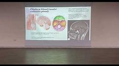 Endo-Introduction: Anatomy/ histology /embryology