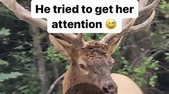 Hot Freestyle on Instagram: "First time hearing an Elk howl &#x1f92f; (@Annkathleenxx via bviral)"