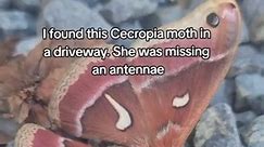 I found this female Cecropia moth with a missing antennae in a driveway and wanted to put her somewhere safer. I've seen these moths since I was a child and always loved how beautiful and tender their spirit is. #womeninbusiness #fypシ #fyp #livingthedream #outdoors #womeninfinance #tentlife #teachyourdaughter | Manders