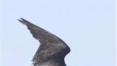 Peregrine falcons ❤️‍🔥🇦🇺🚀 enjoy . . #peregrinefalcon #falcons #fbreels #falconry#wildlife #birdfreaks #birdsofaustralia #australianbird #art #wild #birdwatching ##instagood #epishot ##explore #nature | Hamid Salimy