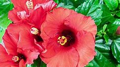 Time lapse of a blooming hibiscus. Detailed macro timelapse of a blooming flower. A hibiscus flower blooms in springtime. The bud opens and blooms into a large red blossom. National flower of Malaysia