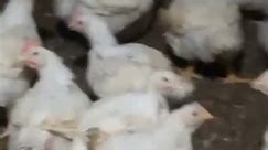 Broiler chicken 🐔 YouTube viral video #poultryfarming