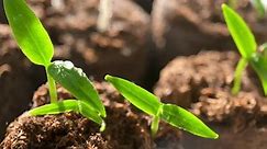 pepper seedling macro, small sprout, plant grown from grain, seed, seedling, harvest, horticulture, agroculture, growing, farm, environmentally friendly, pesticide free, greenhouse, spring, growth