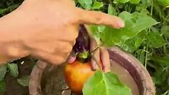 Best Idea!!! Great Unique Skill Create fruit varieties apple Fruit eggplant