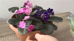 Do this to your flowerless violet... - Flowers Gardening