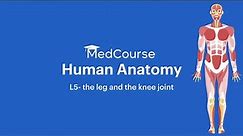 Lower Limb Anatomy | L5 - The Leg and Knee Joint