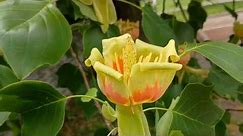 Tulip Tree loaded with flowers