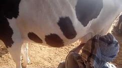 How to get milk with out baby from cow