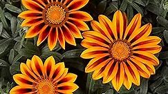 Outsidepride 50 Seeds Perennial Gazania Kiss Orange Frosty Flame Heat & Drought Tolerant Ground Cover Seeds for Planting