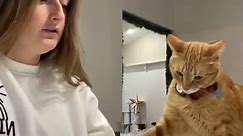 Funny Cat Videos | Hilarious TikTok Cats Compilation