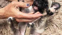 Adopt PUPPIES! on Petfinder