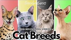 Exploring Amazing Cat Breeds ! From Savannah Cats, Bengal Cats, Maincoons, and More!