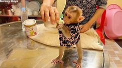 Smart & Cute Baby Monkey Tuy Stand Up Getting Milk