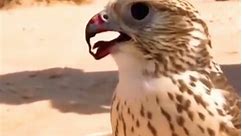 🦅🦅🦅🦅🦅 #falcon #falcoon #chimtv98 #birds #shortvideo #birdslover