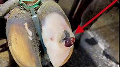 Cow gets pain relief for PUNCTURED HOOF