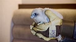 Hamilton peregrine falcons are banded and weighed