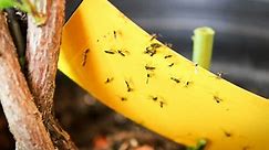 How to Get Rid of Gnats on Houseplants—and Prevent Them From Coming Back