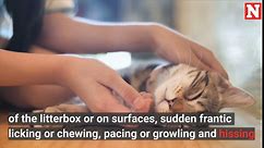 Weird Cat Behaviors You Should Pay Attention To Revealed