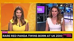 Rare Red Panda Twins Born at UK Zoo