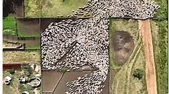 Aerial View of Sheep Relocation 🤩🤓