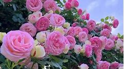 #englishroses #roses | Flowers and nature photos