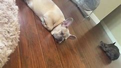 the.friday.frenchies (@the.friday.frenchies)’s videos with original sound - King Bentley The Gsd