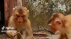 Curious Monkey Sniffs Adorable Baby Bird up Close | Funny Animal Video
