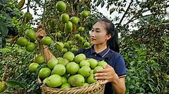 Harvesting star apple fruit goes to market sell | Help people grow cassava | Ly Thi Tam