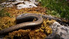 The Slow Worm Is Not a Worm